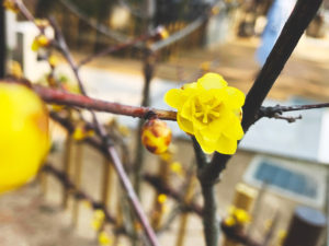 梅の花