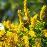 自然散歩〜ミツバチとオオハナアブとモンシロチョウ〜