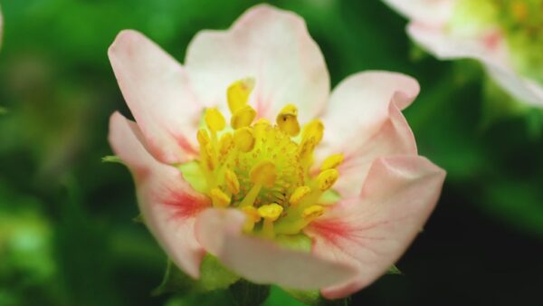 いちごの花 ｜フィールドワーク 小暑の頃