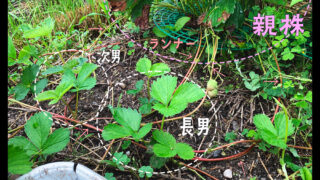 いちごのランナー 〜赤から緑へ〜