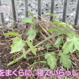 野良農発信：トマトを植えてみよう！