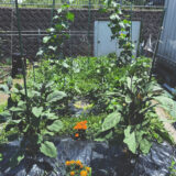 夏がきました、近況とごあいさつ
