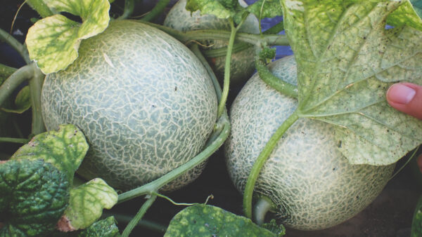 土に還す、腐植を増やす