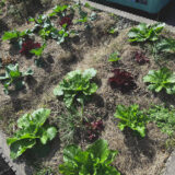 2025. 11 自然農チャレンジ3年目　