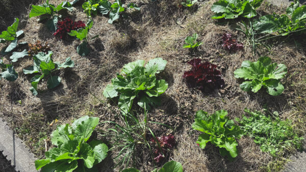 2025. 11 自然農チャレンジ3年目　