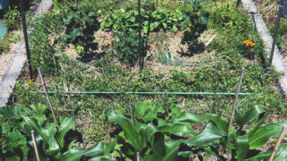 自然循環農園Baum、夏野菜の近況